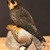 Recently mounted Lanner falcon with prey.