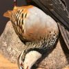 Recently mounted Lanner falcon with prey.