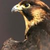 Recently mounted Lanner falcon with prey.