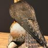 Very large peregrine falcon (Falco Peregrinus) with snow grouse as prey. The falcon has a fixed foot ring and is delivered with cites document.