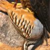 Recently mounted Lanner falcon with prey.