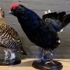 Recently mounted pair of black grouse