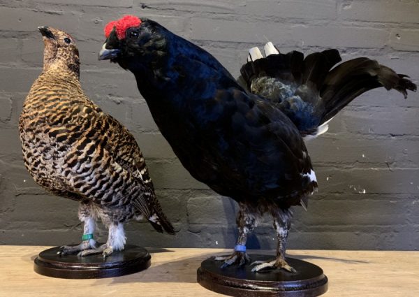 Recently mounted pair of black grouse