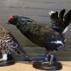 Recently mounted pair of black grouse