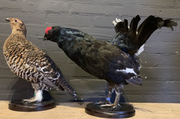 Recently mounted pair of black grouse