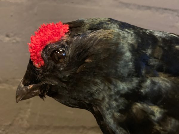 Recently mounted pair of black grouse