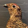 Recently mounted pair of black grouse