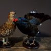 Recently mounted pair of black grouse