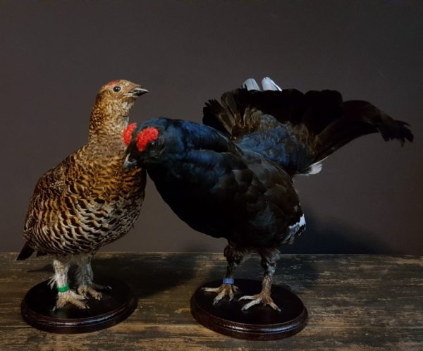 Recently mounted pair of black grouse