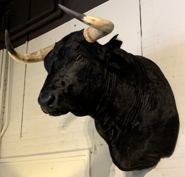 Recently mounted Spanish fighting bull.