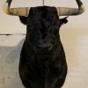 Taxidermy heavy capital mouflon ram