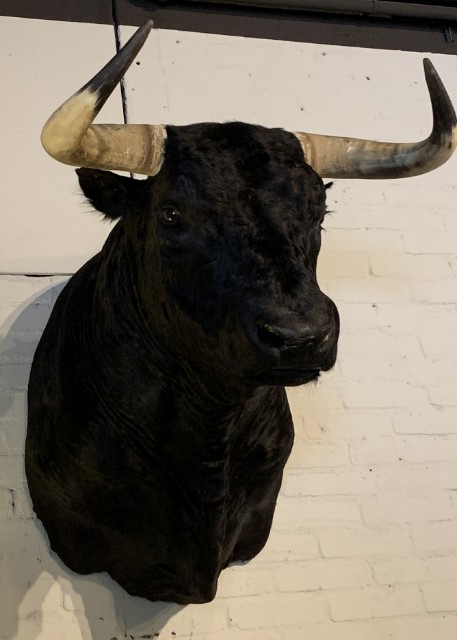 Recently mounted Spanish fighting bull.