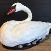 Recently mounted stylish swan.