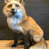 Recently stuffed Alaskan Red Fox