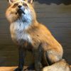 Recently stuffed Alaskan Red Fox