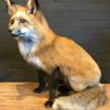 Recently stuffed Alaskan Red Fox