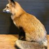 Recently stuffed Alaskan Red Fox