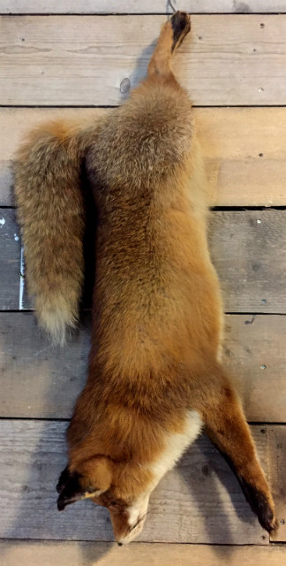 Recently stuffed fox