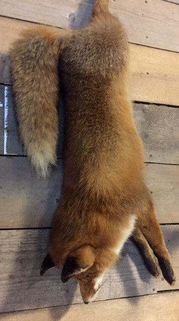 Recently stuffed fox