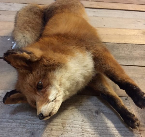 Recently stuffed fox