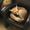 Recently stuffed fox.