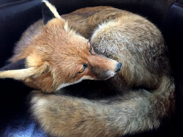 Recently stuffed fox.