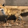 Neueste ausgestopfter Fuchs