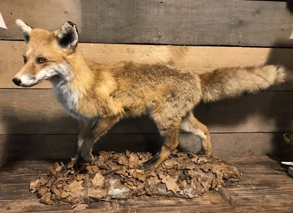 Recently stuffed fox