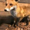 Neueste ausgestopfter Fuchs