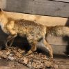 Neueste ausgestopfter Fuchs