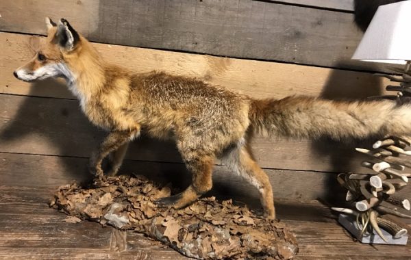 Recently stuffed fox