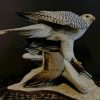 Recently stuffed  Gyrfalcon with pintail duck as prey