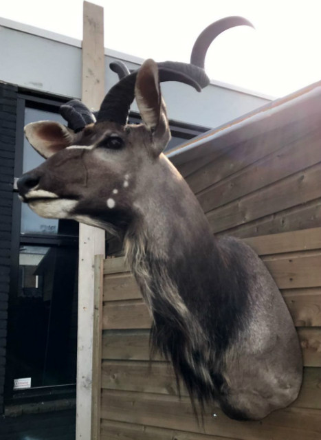 Recently stuffed head of a kudu