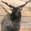 Recently stuffed head of a racka sheep