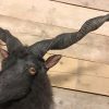 Recently stuffed head of a racka sheep