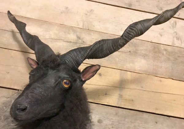 Recently stuffed head of a racka sheep