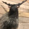 Recently stuffed head of a racka sheep