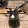 Recently stuffed head of a racka sheep