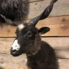 Recently stuffed head of a racka sheep