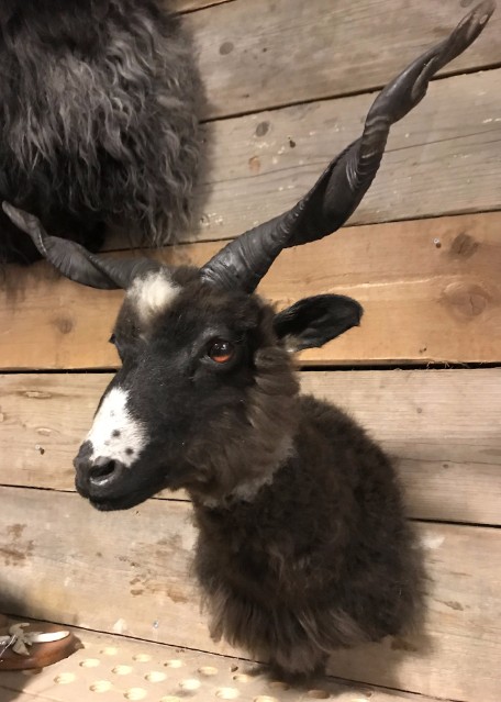 Recent opgezette kop van een racka schaap