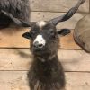 Recently stuffed head of a racka sheep