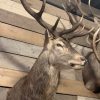 Recently stuffed head of a red stag