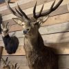 Recently stuffed head of a red stag
