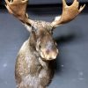 Trophy head of a big roe buck.