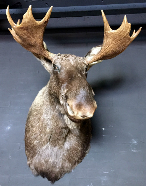 Recently stuffed head of a Scandinavian moose