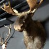 Recently stuffed head of a Scandinavian moose