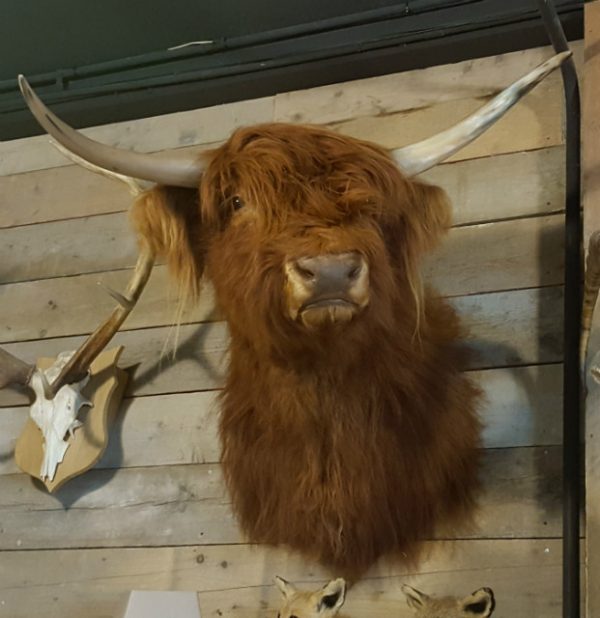 Recently stuffed head of a Scottish highlander