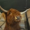 Recently stuffed head of a Scottish highlander