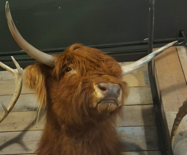 Recently stuffed head of a Scottish highlander