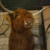 Recently stuffed head of a Scottish highlander